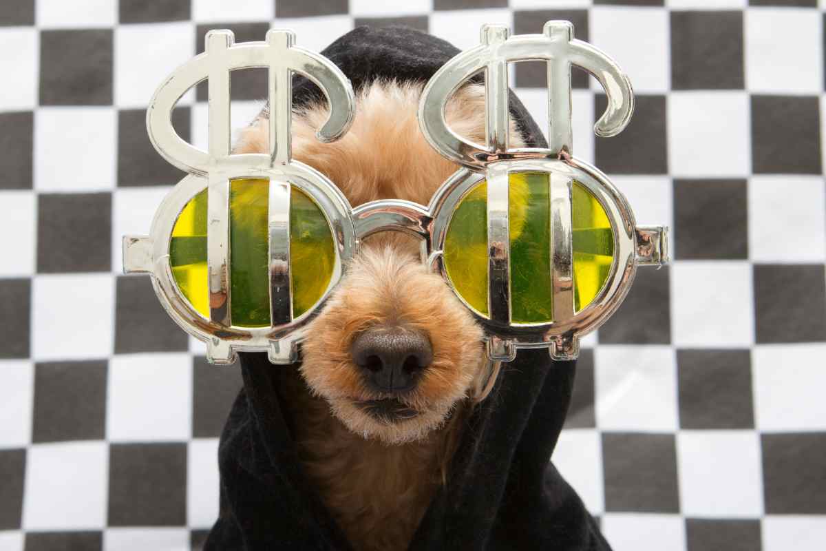 cane con occhiali originali