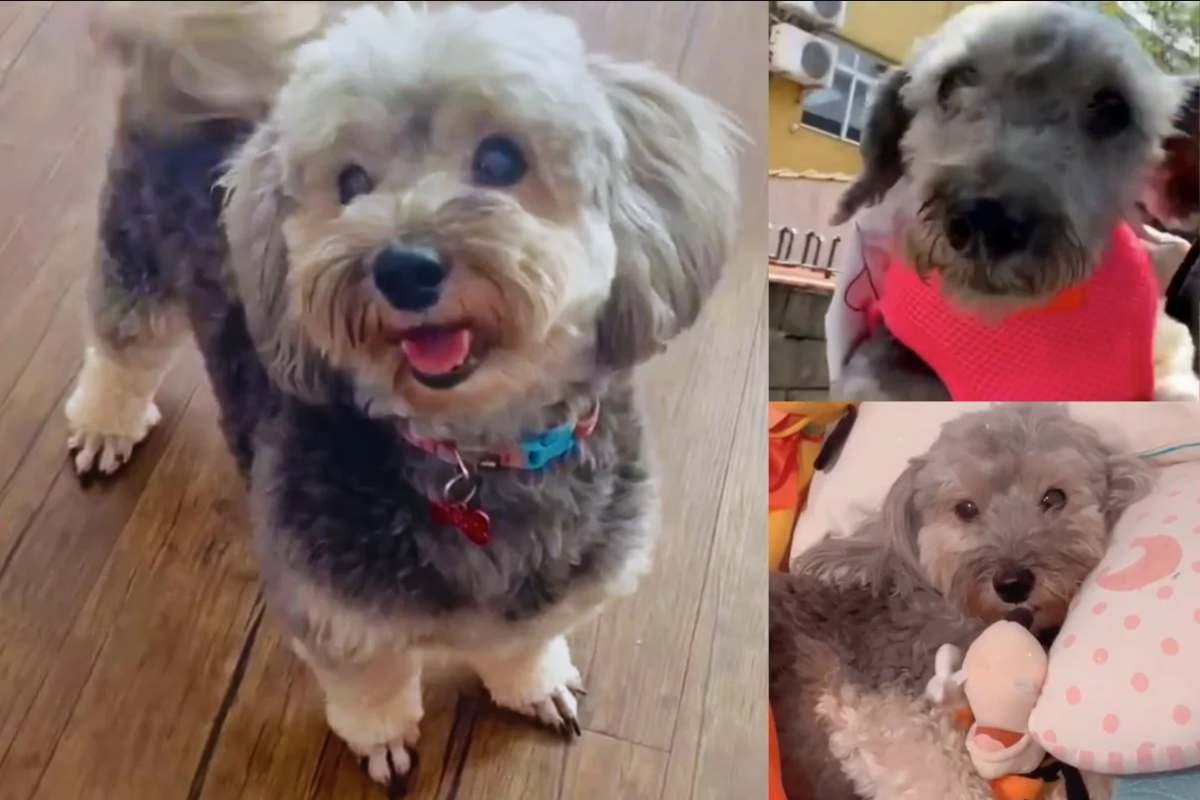 la nuova vita della cucciola Margarida