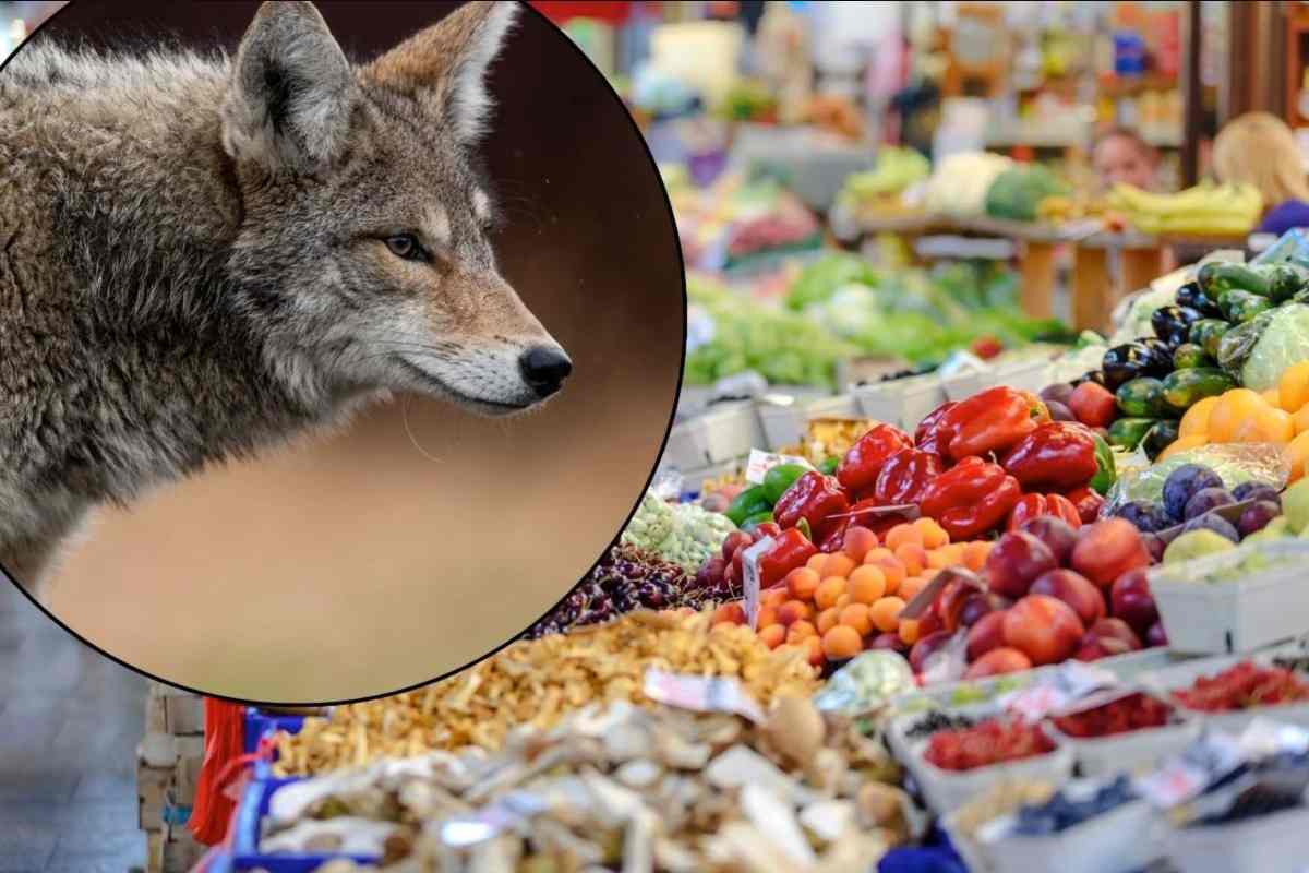 Lupo in città spaventa i residenti