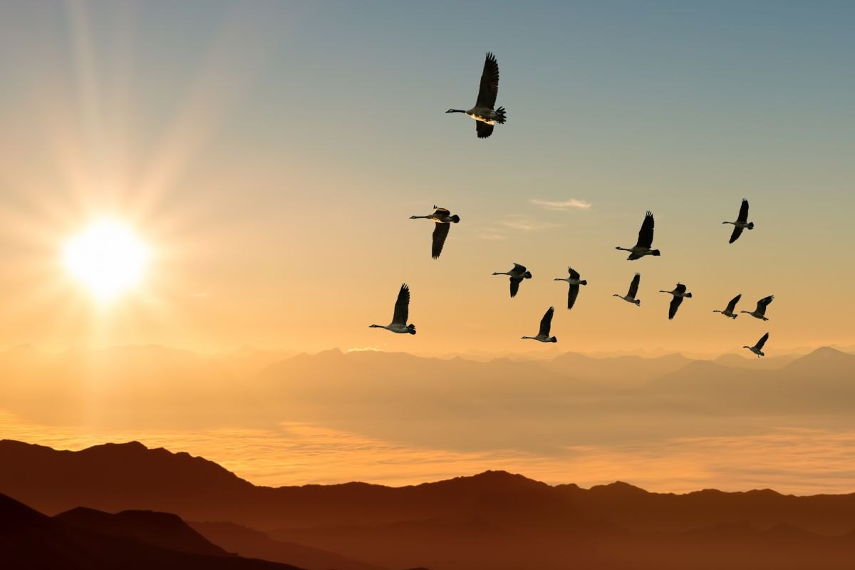 Uccelli migrano