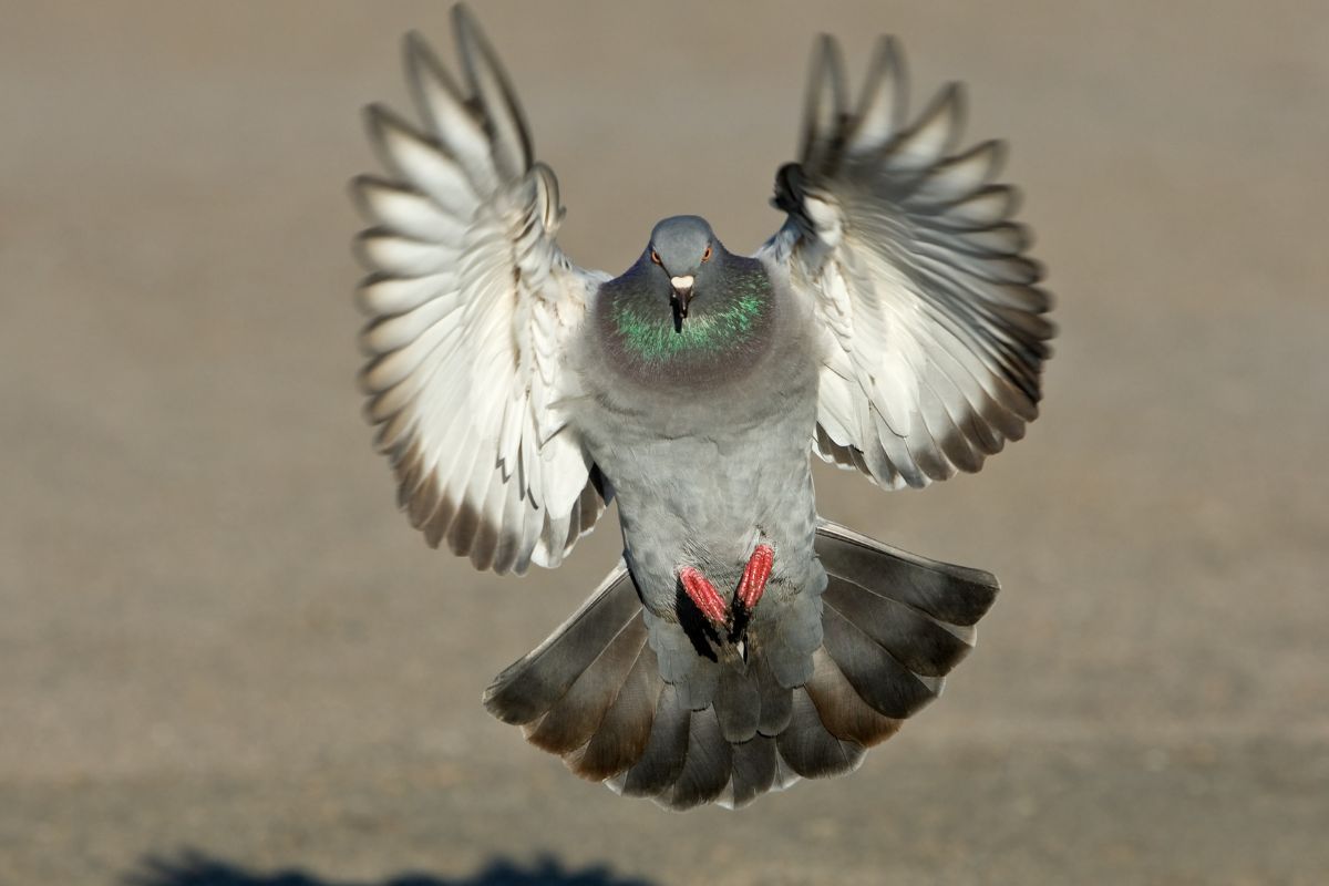 Un piccione dalle ali spiegate