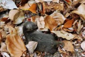 screen video youtube cucciolo trovato tra le foglie del giardino