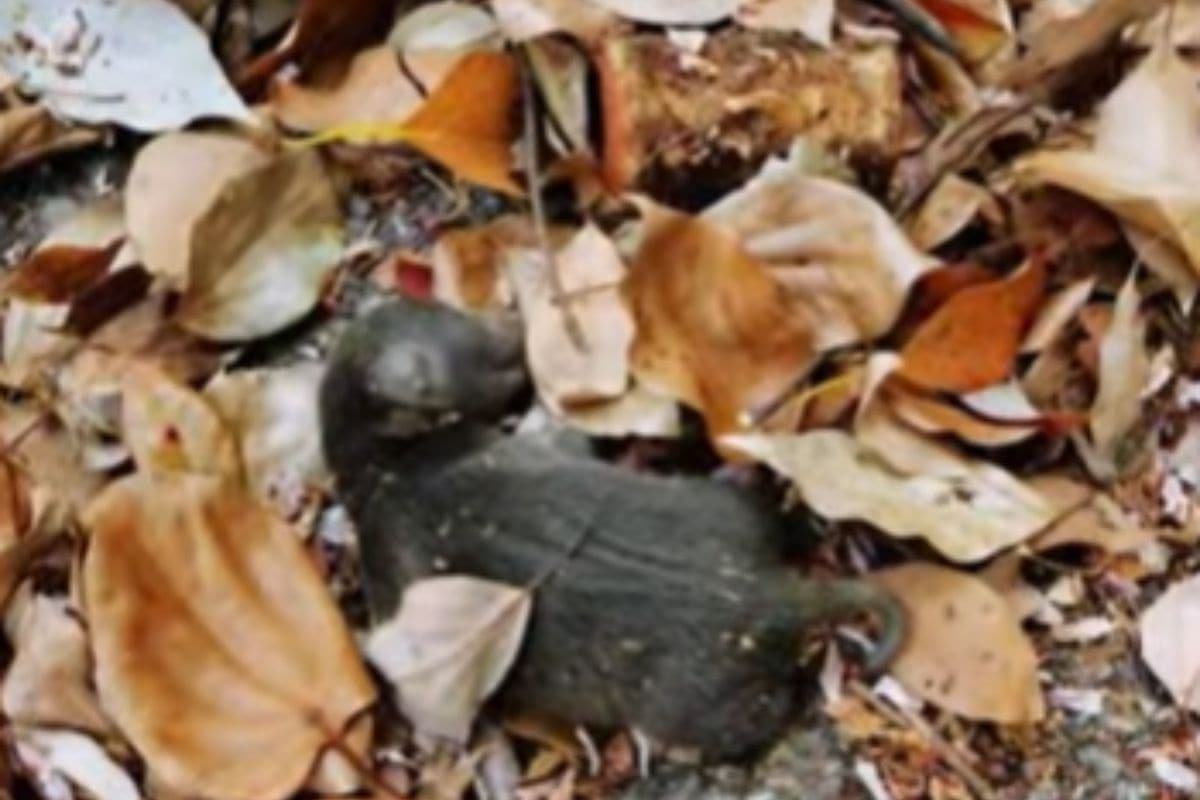 screen video youtube cucciolo trovato tra le foglie del giardino