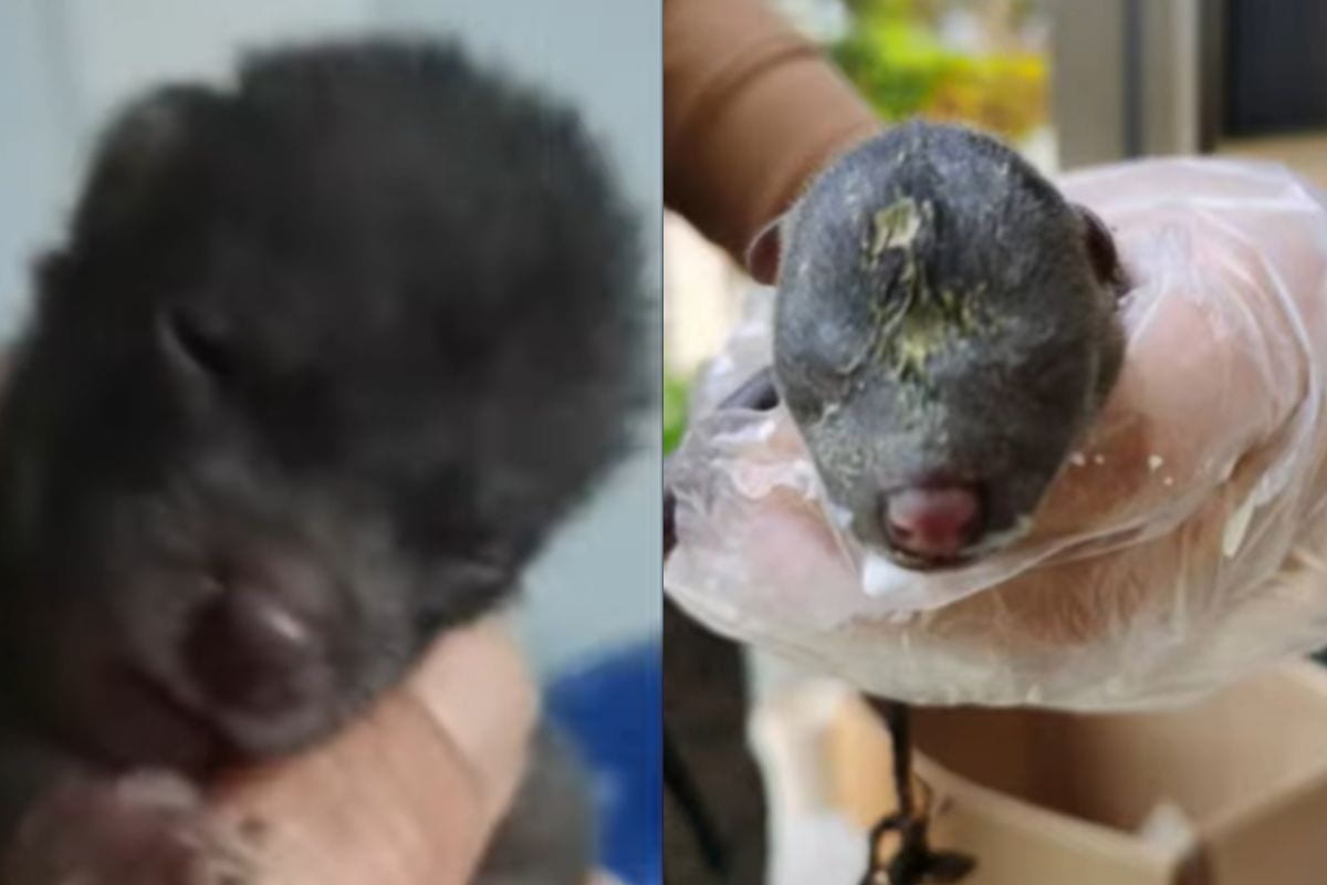 screen video youtube ritrovamento cucciolo in giardino che non era un cane