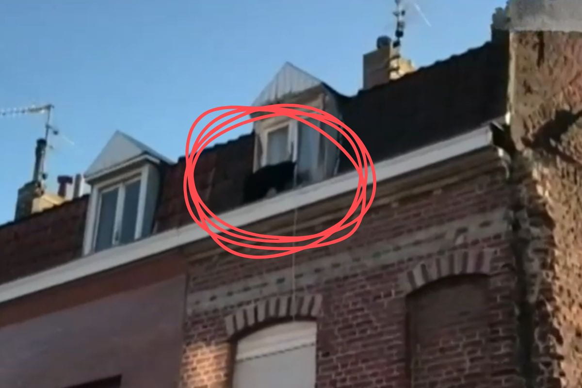 screen telegiornale youtube pantera sui tetti francia