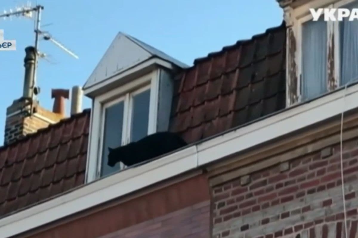 screen tg youtube pantera girovaga per tetti abitazione