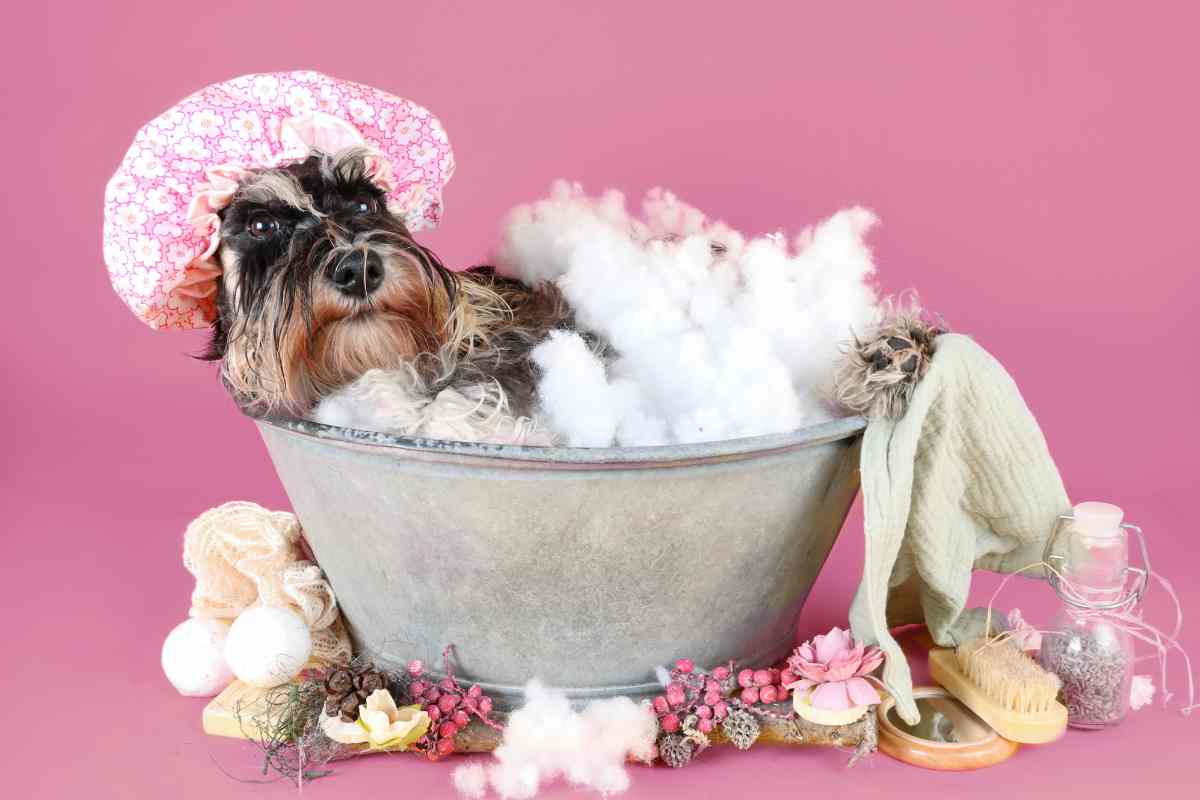 cane si lava in un secchio