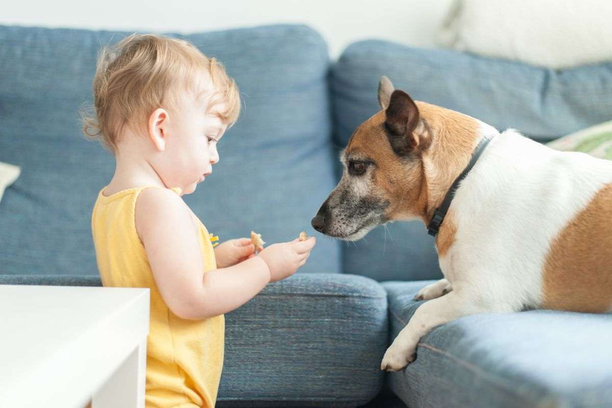 Bimbo offre cibo al suo cagnolino