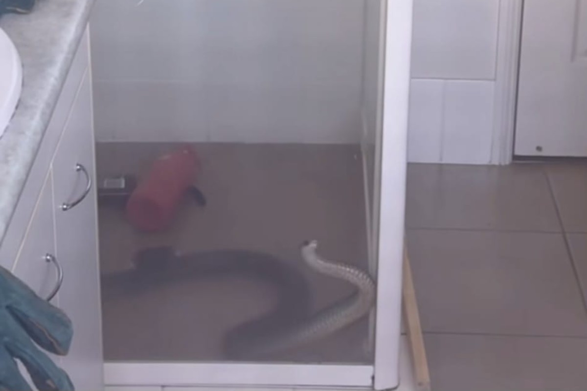 Serpente si intrufola in doccia