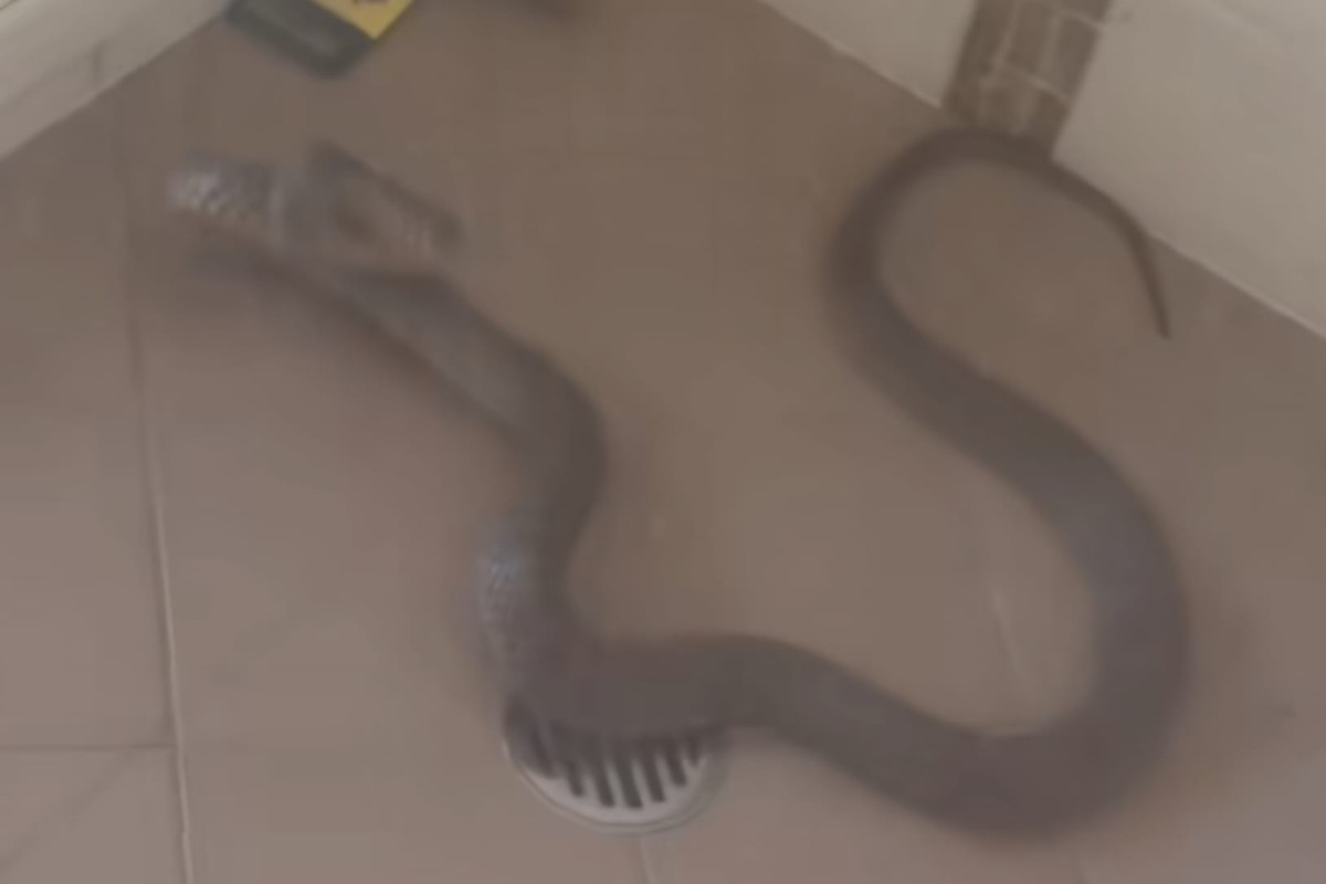 Serpente si intrufola in doccia