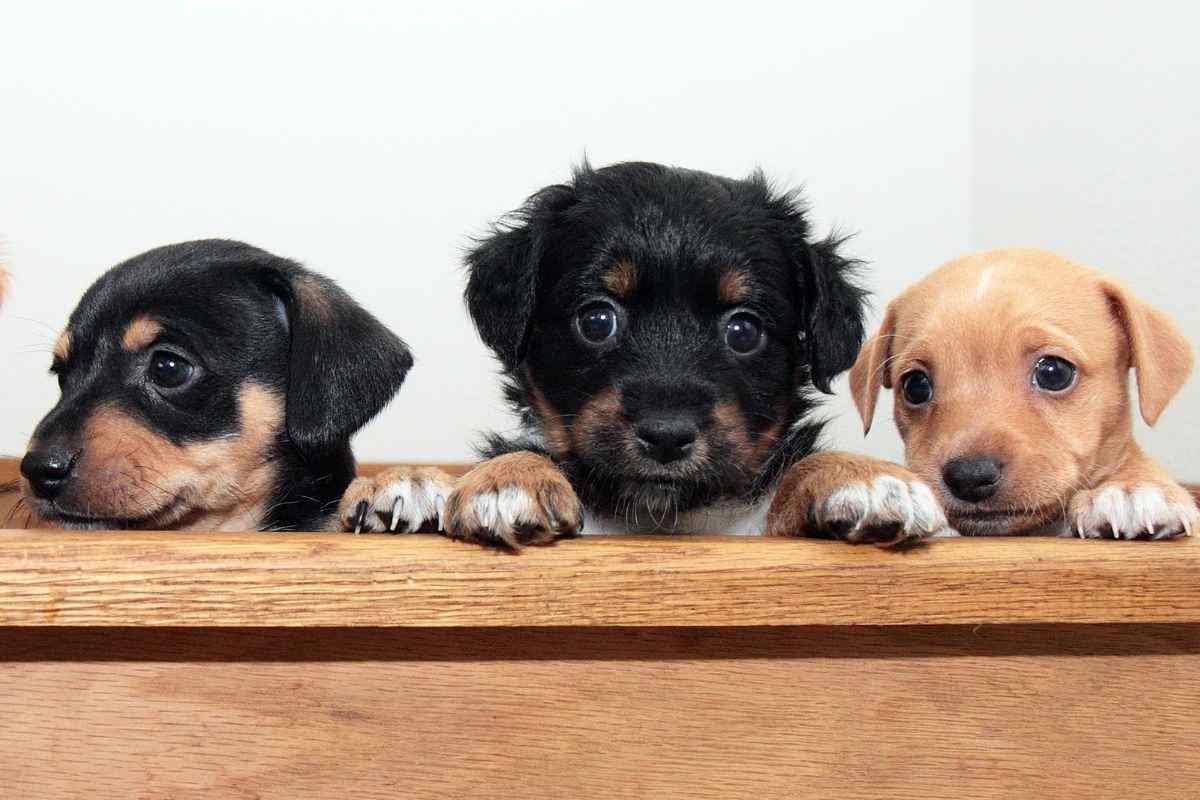 Cuccioli dagli occhi vispi