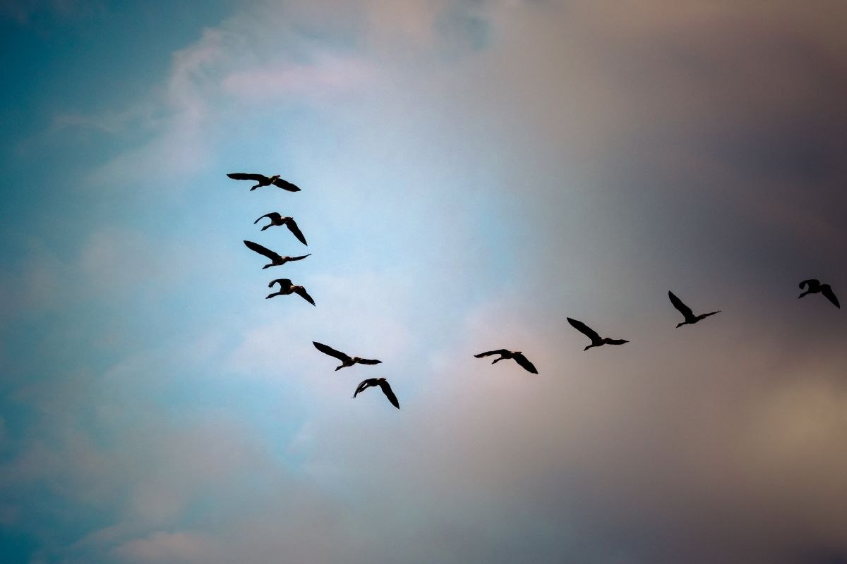 Stormo di uccelli in aria