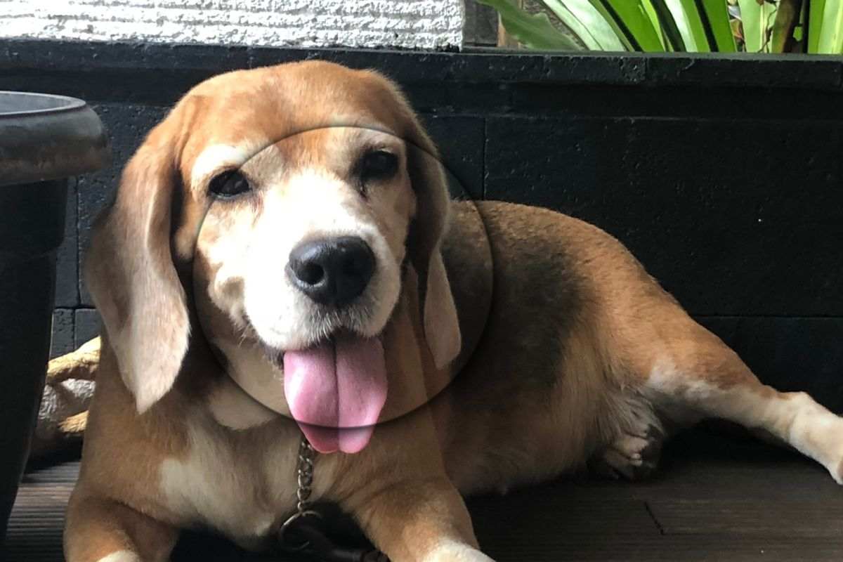 cane di razza Beagle