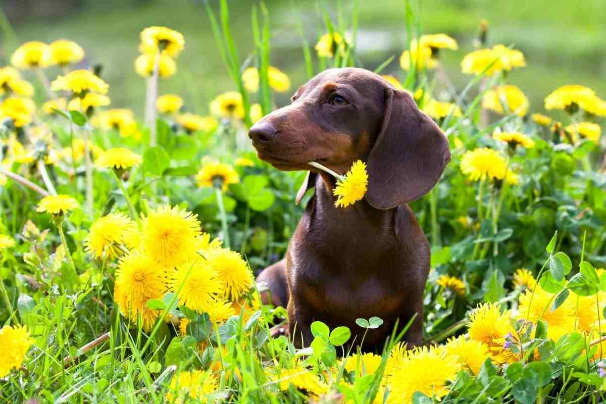Cane Bassotto addenta un fiore