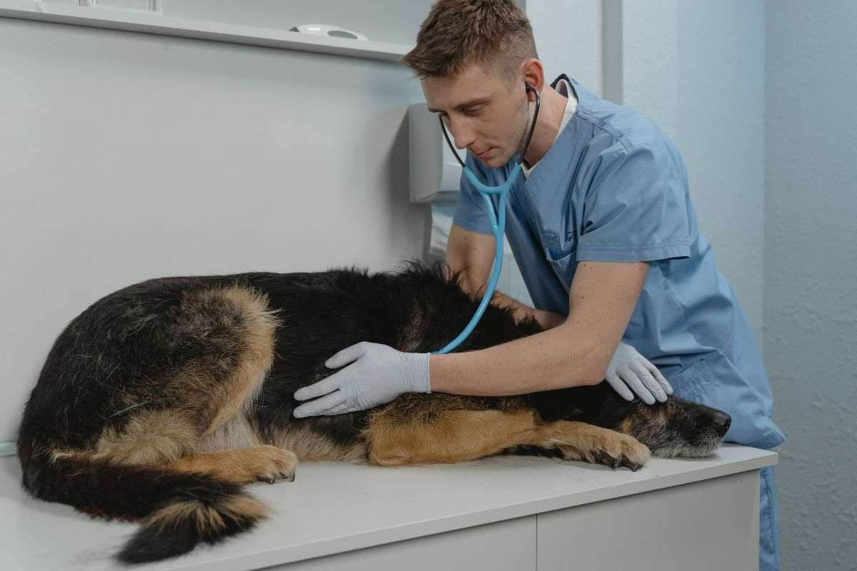 Veterinario controlla salute del cane