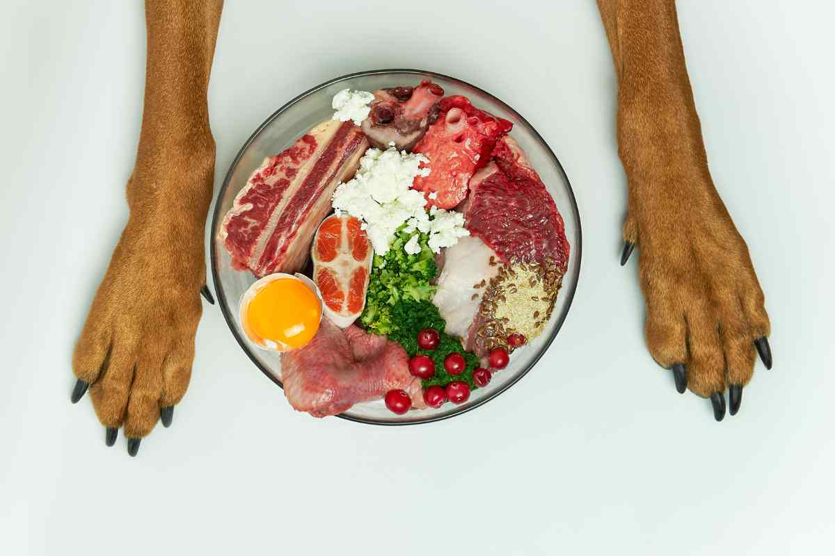 zampe di cane e ciotola con cibo