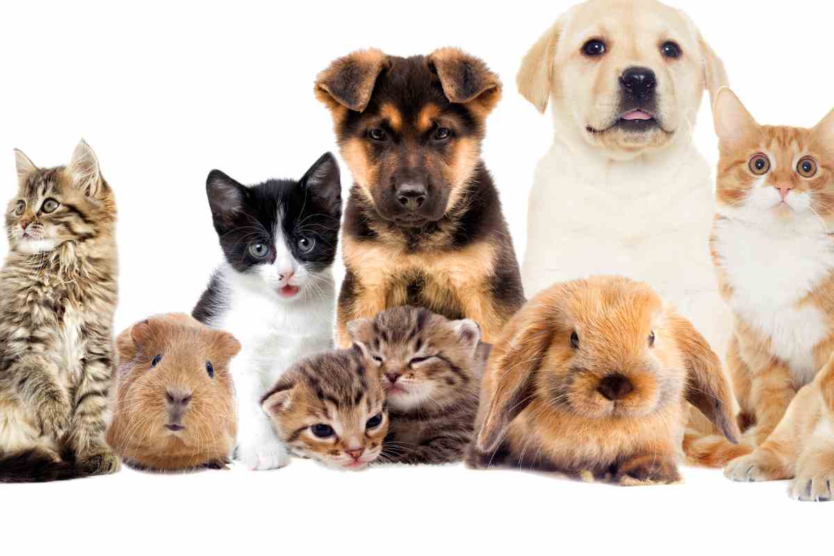 gattini conigli porcellini d'india cani