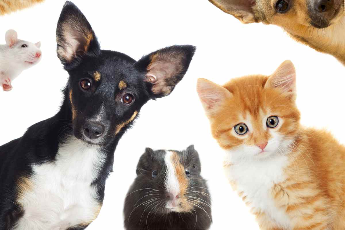 cane gatto porcellino d'india