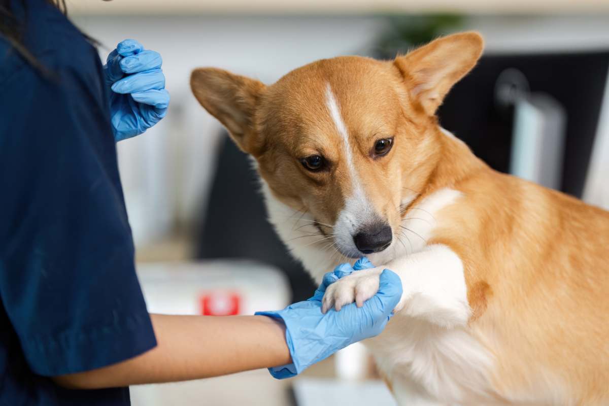 cane durante una visita dal veterinario