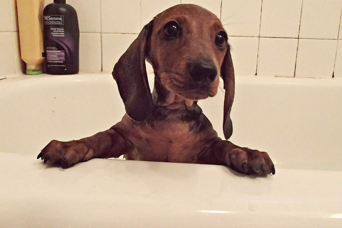 Come fare il bagno al vostro cane bassotto