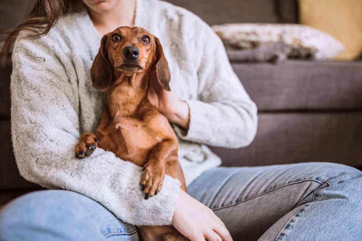 bassotto in braccio alla sua padrona