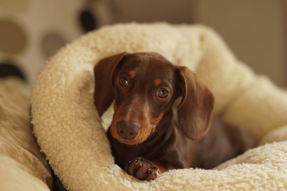 bassotto sotto una copertina