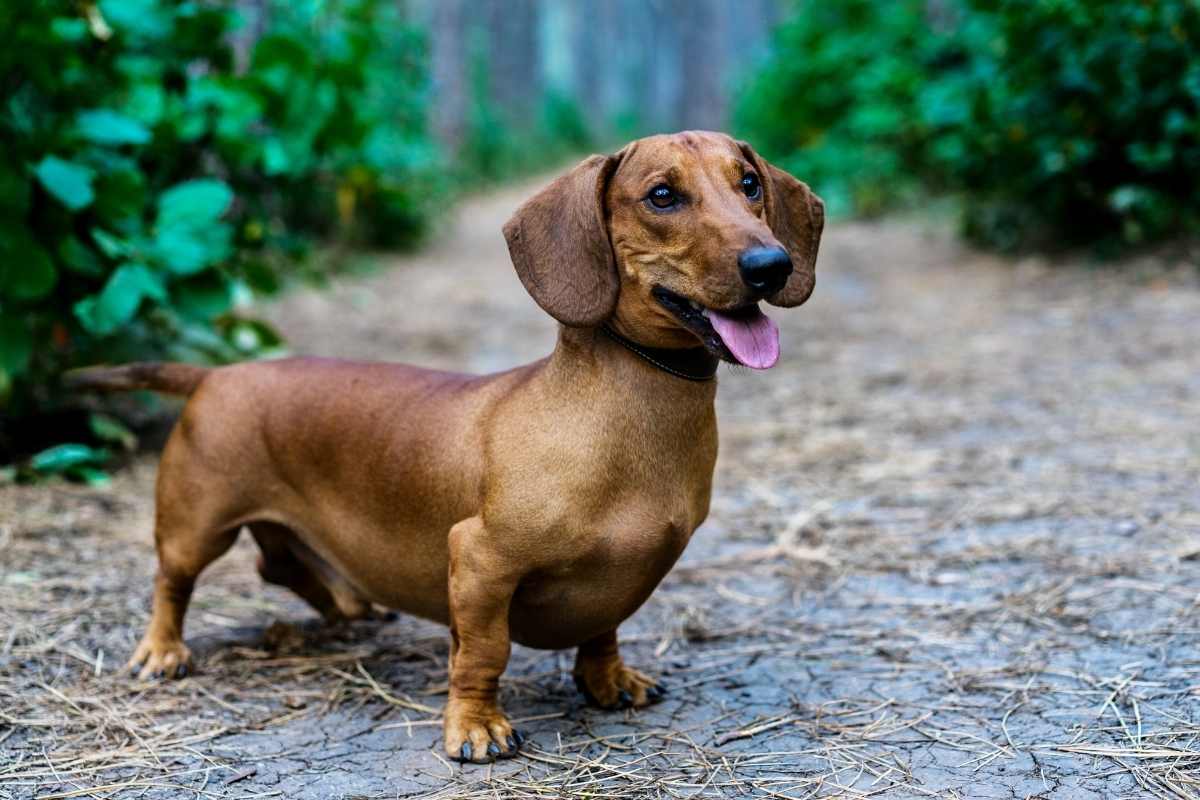 cane bassotto caratteristiche
