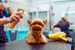 cane a cui stanno spruzzando qualcosa