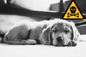 cagnolino bianco e nero segnale pericolo teschio