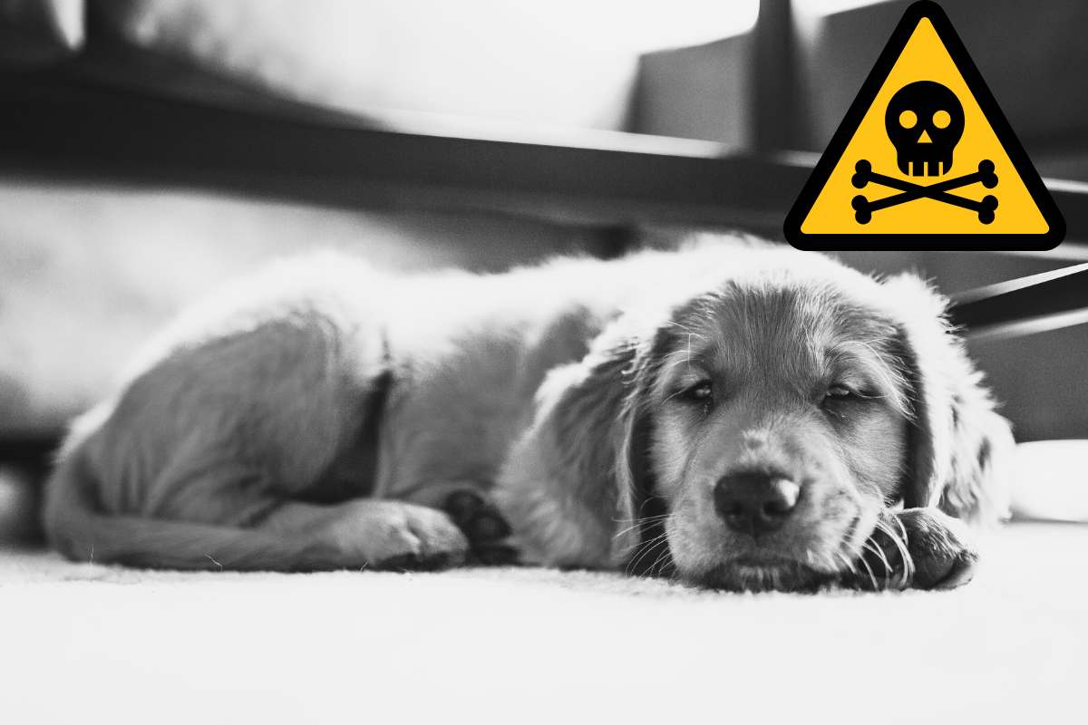 cagnolino bianco e nero segnale pericolo teschio