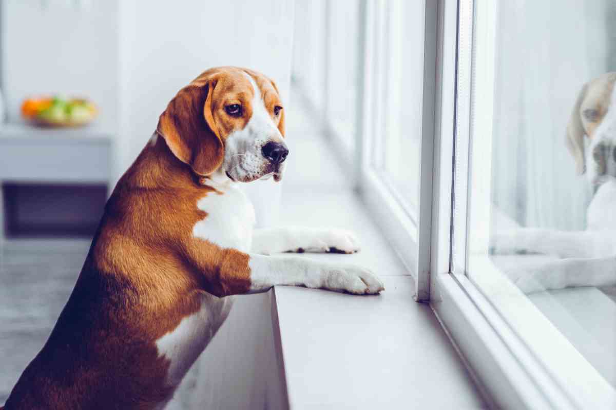 cane che guarda alla finestra