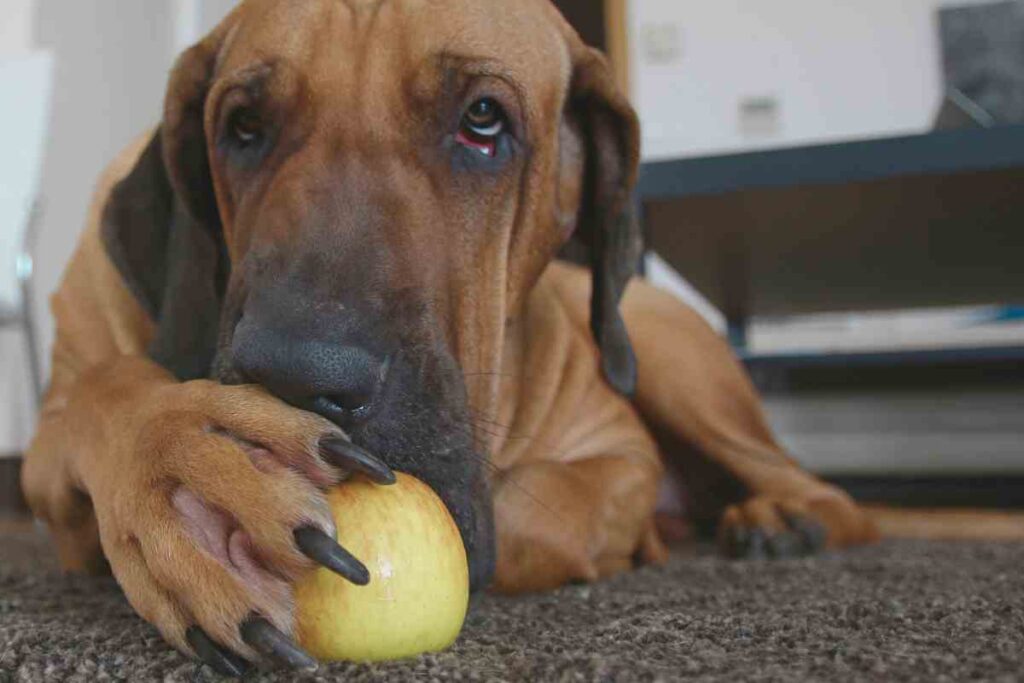 cane che mangia mela