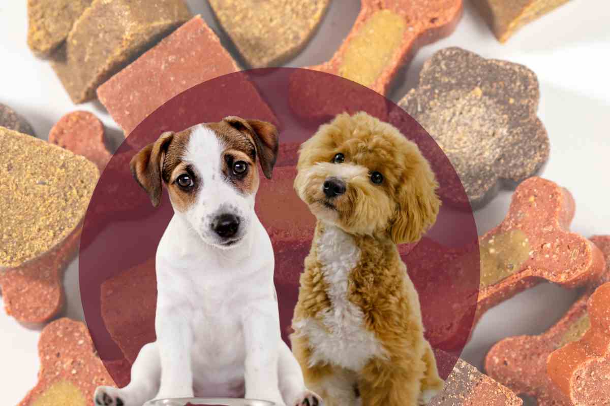 due cuccioli di cane con cibo sullo sfondo