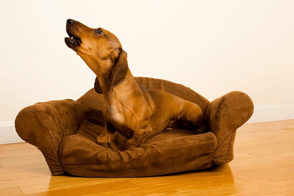Insegna al tuo cane bassotto a stare da solo