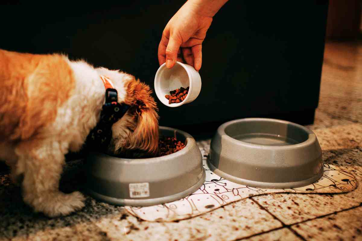 cane che mangia crocchette