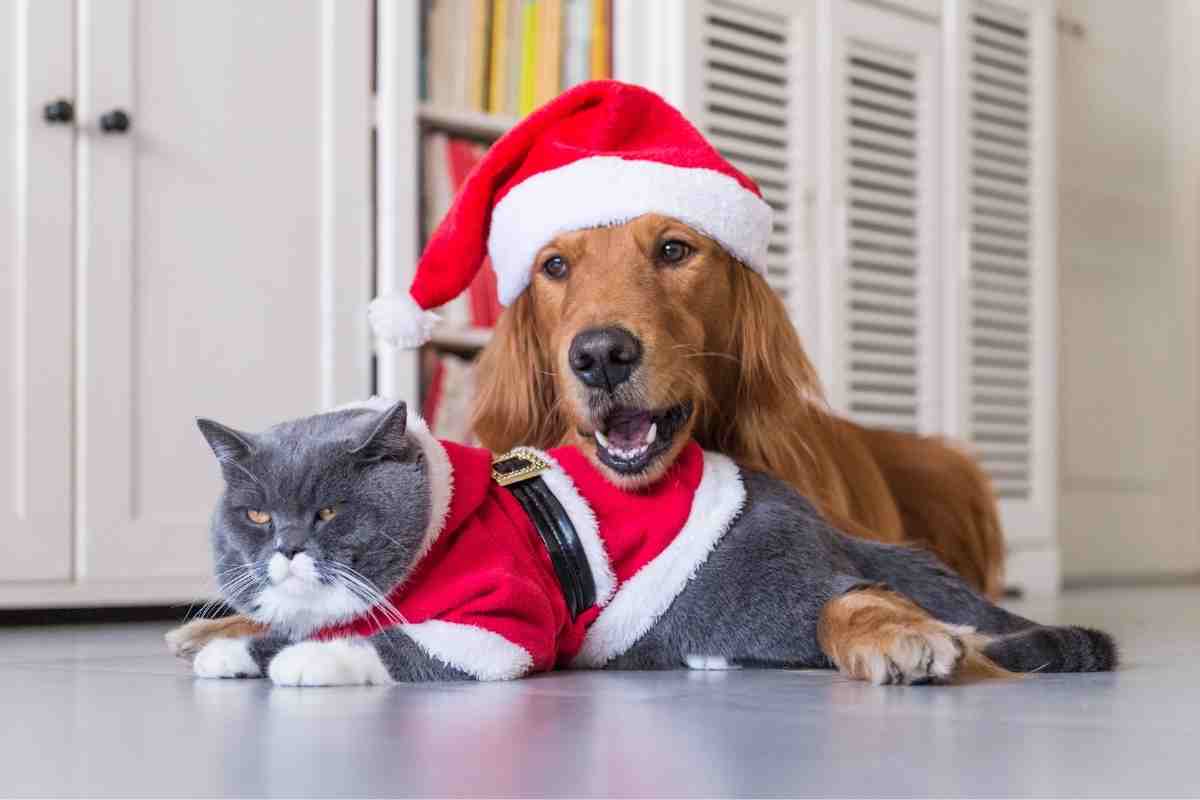 cosa possono mangiare cane e gatto a Natale 