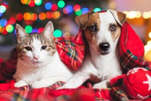 cosa possono mangiare cane e gatto a Natale