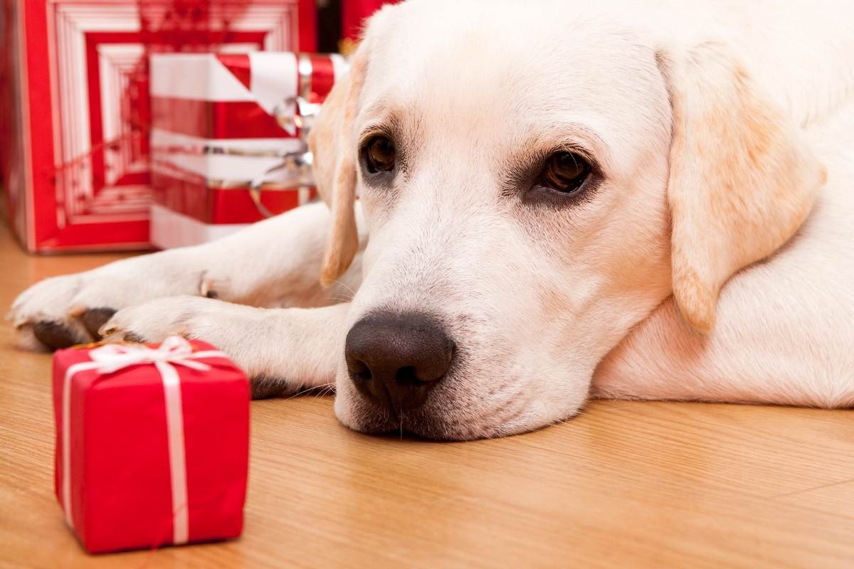 regalo cane eurospin panettone