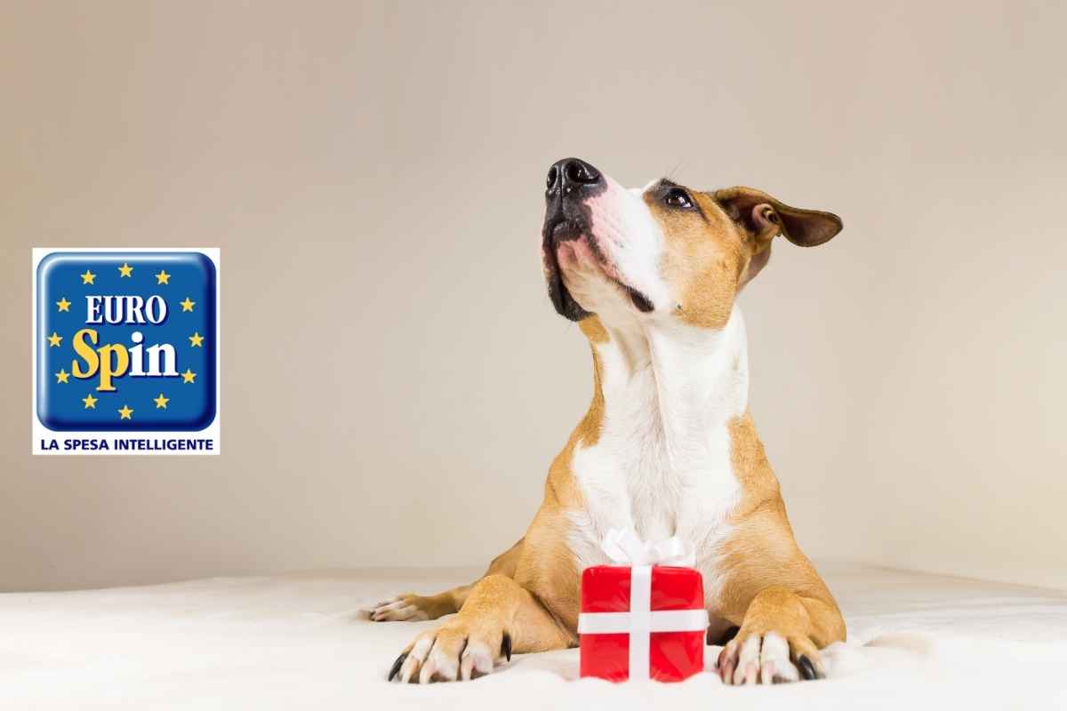 regalo cane eurospin panettone