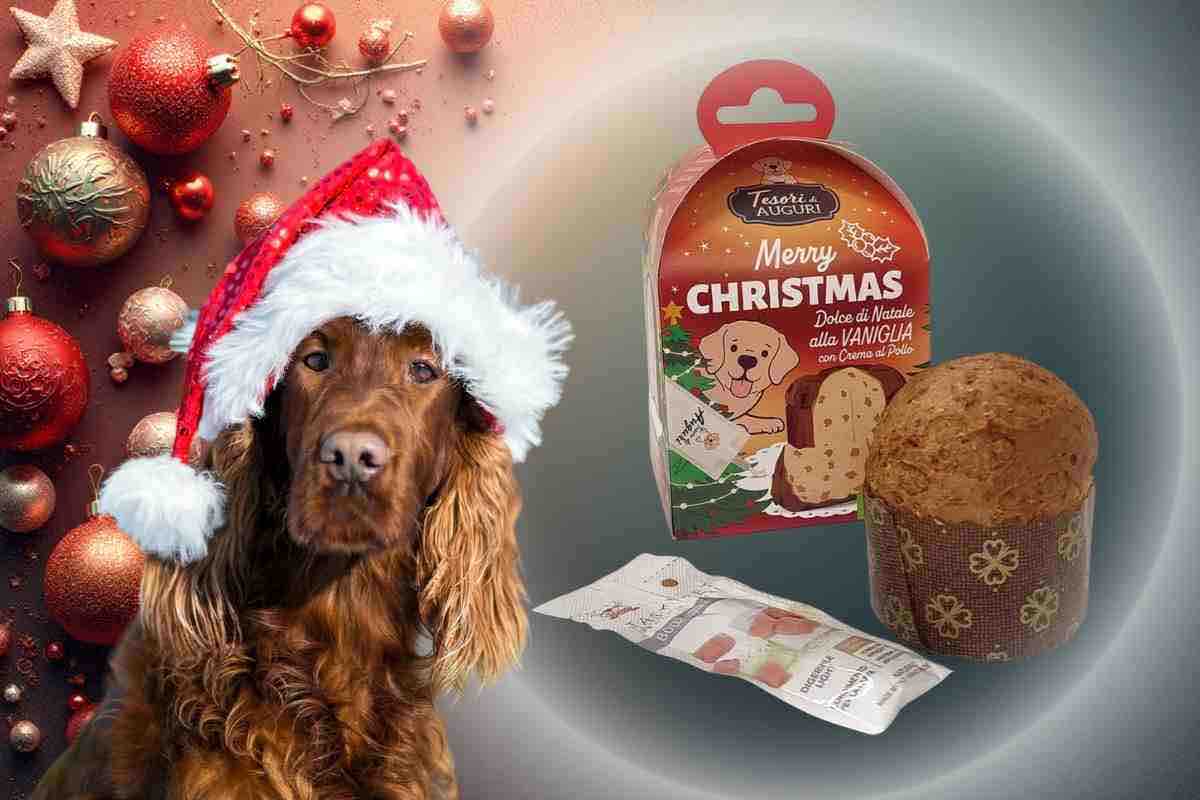 regalo cane eurospin panettone