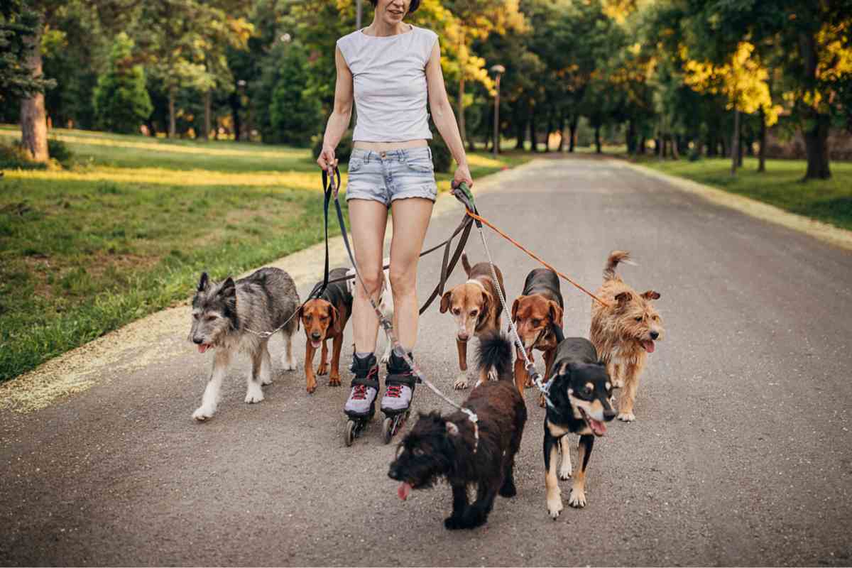 dog sitter con tanti cani