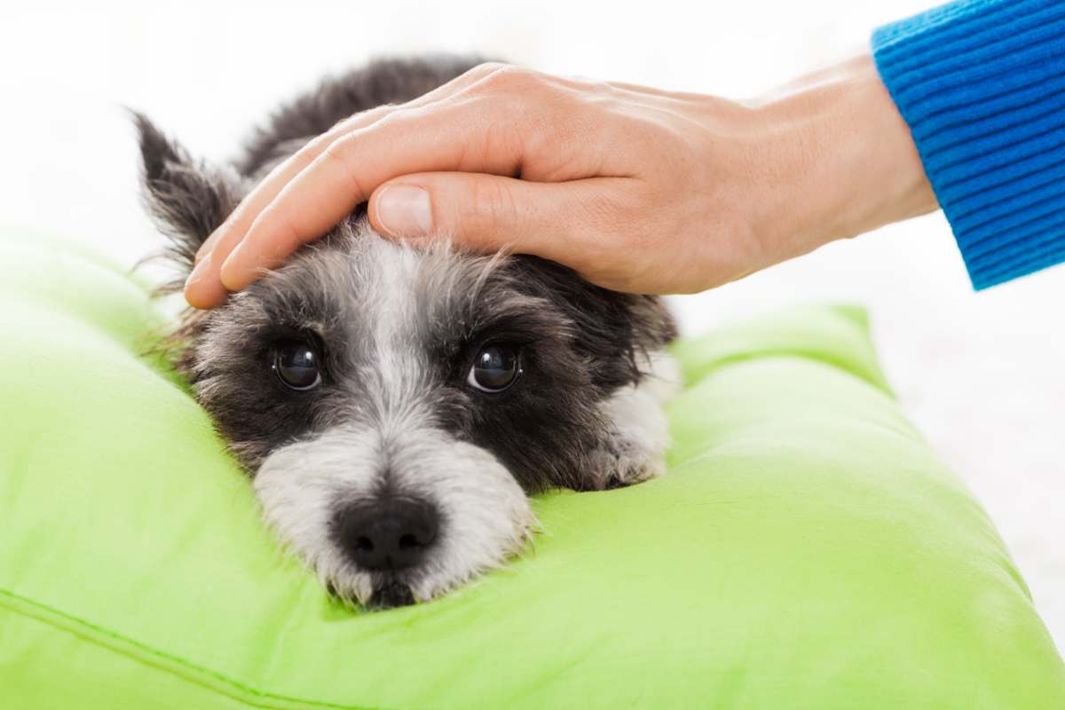 cane che non sta bene su cuscino e mano sulla testa