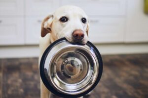 cane con ciotola vuota in bocca