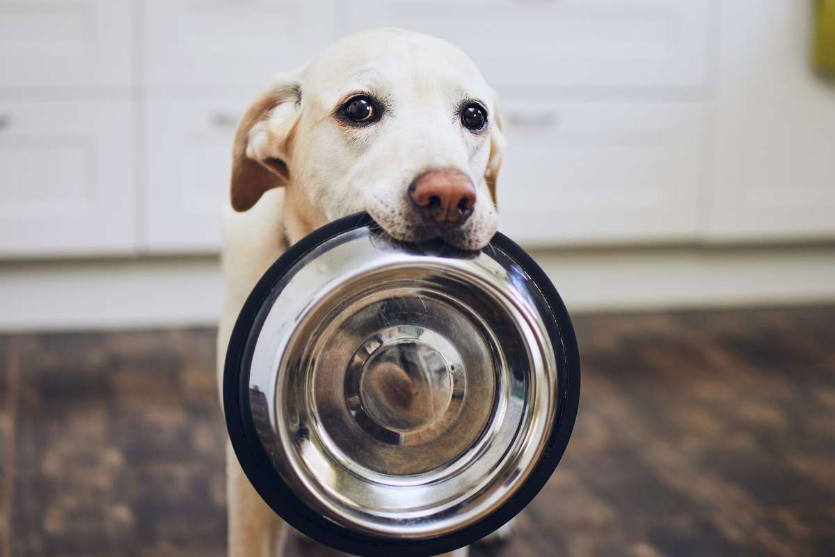 cane con ciotola vuota in bocca
