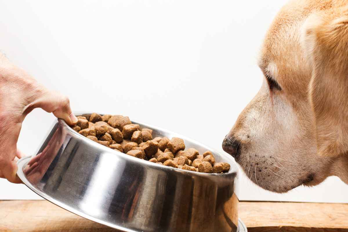 cane annusa ciotola cibo