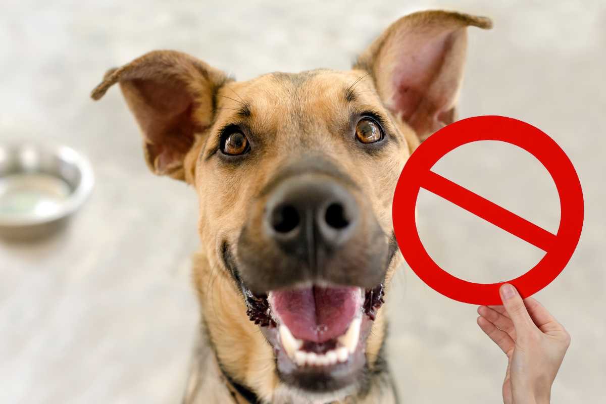 cane condominio regolamento