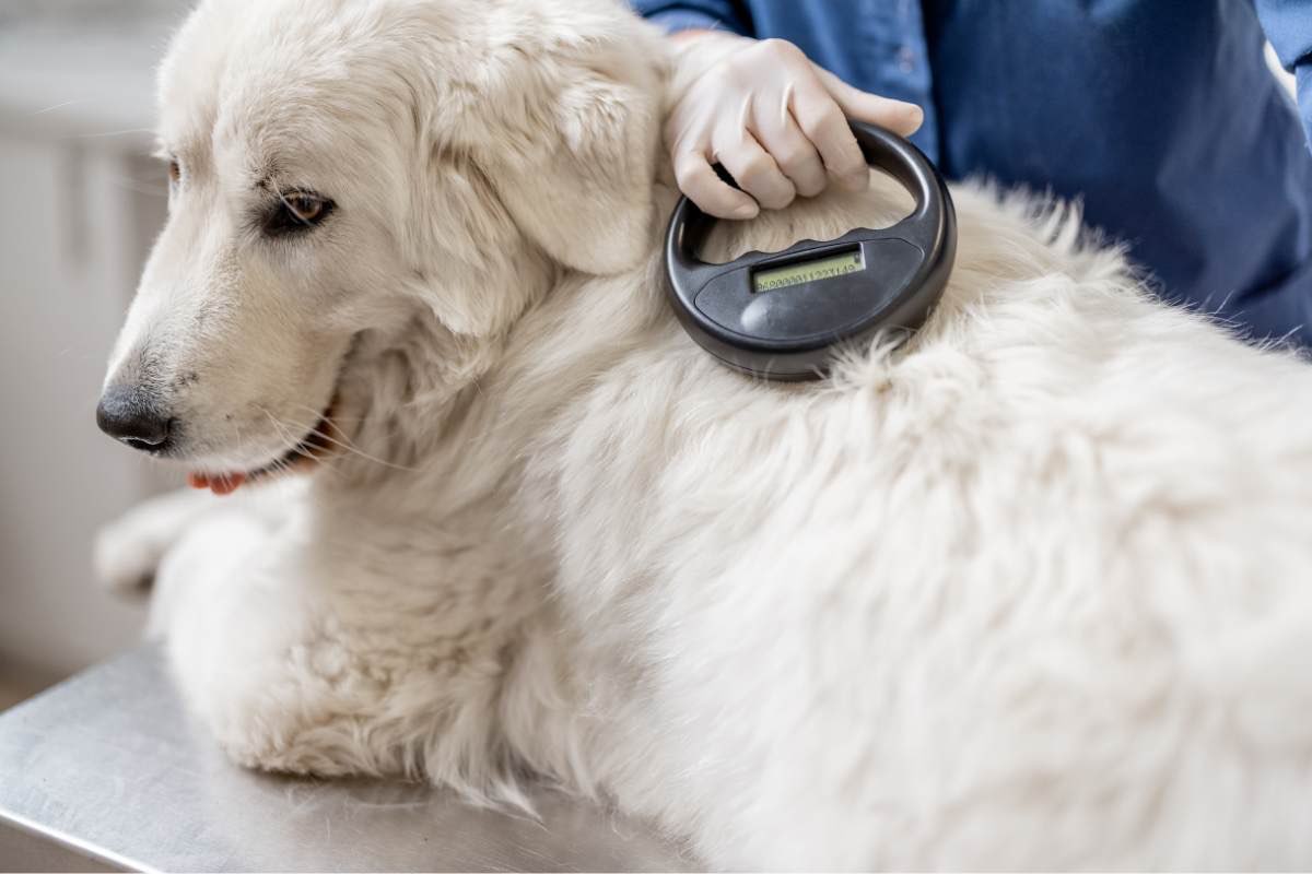 microchip cane obbligatorio 