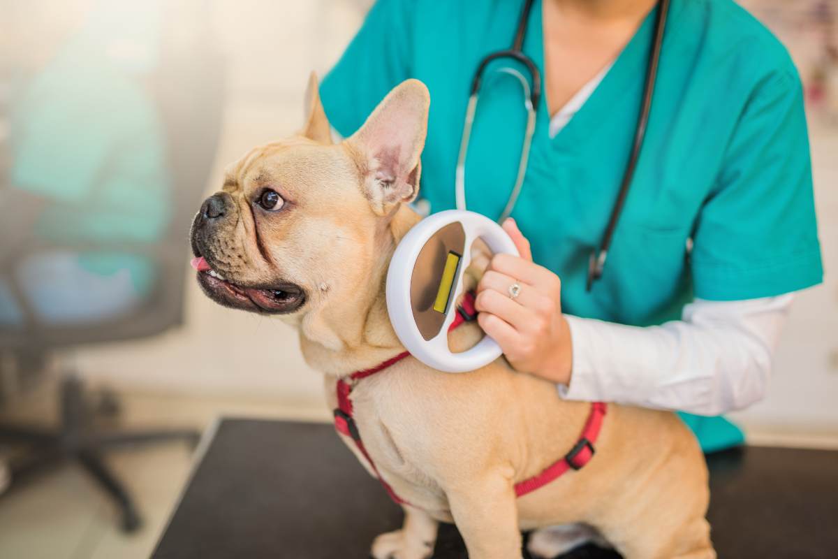 microchip cane obbligatorio 