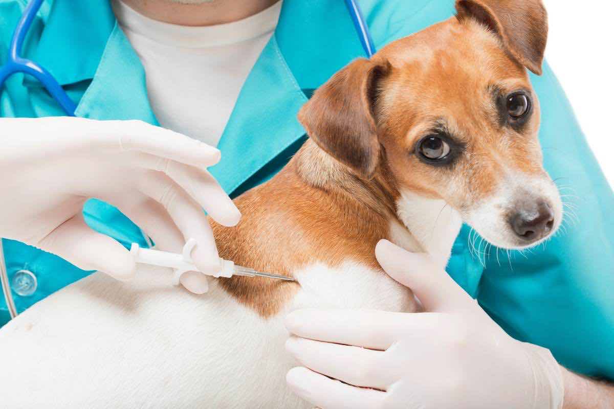 microchip cane obbligatorio 