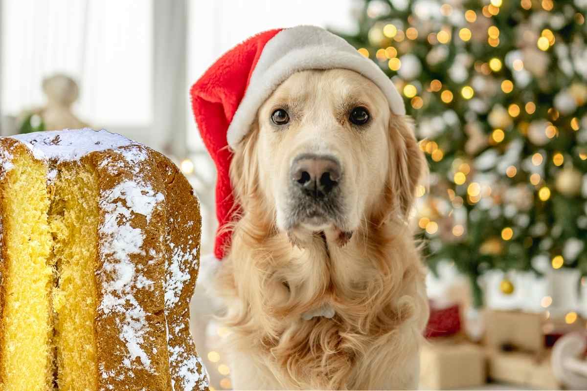 cane può mangiare pandoro